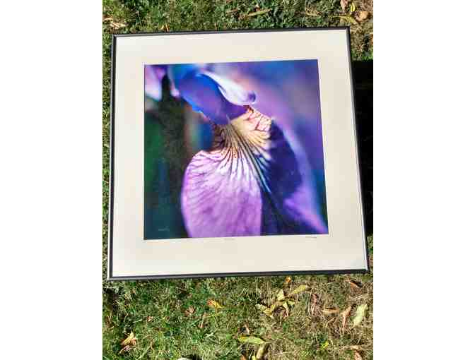 Purple Iris #19 Photograph