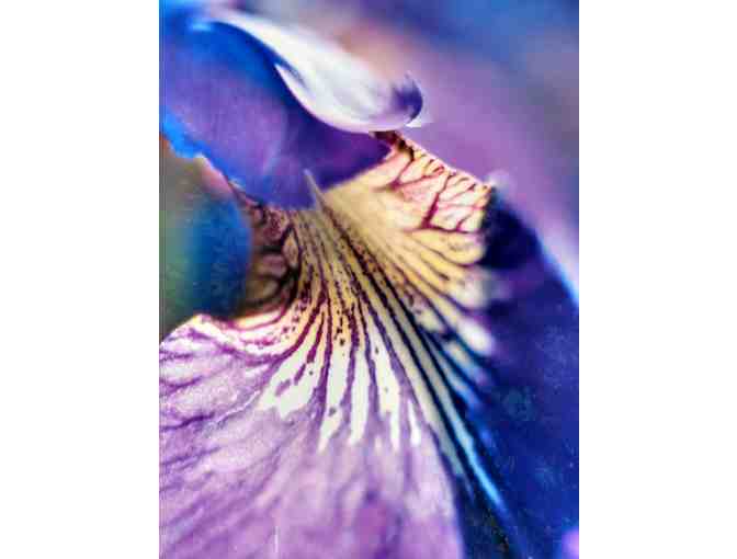 Purple Iris #19 Photograph