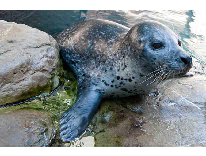 New England Aquarium  - Two General Admission Passes