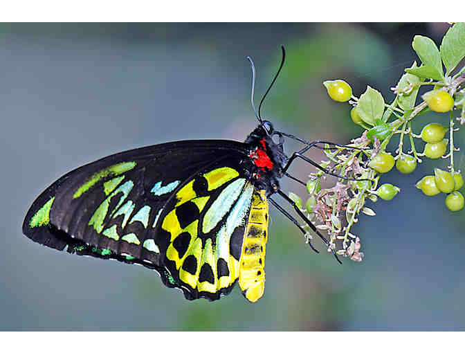The Butterfly Place - $35 Gift Certificate