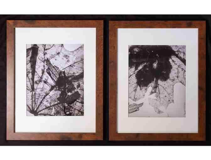 Discovering Leaves - Framed Print Set