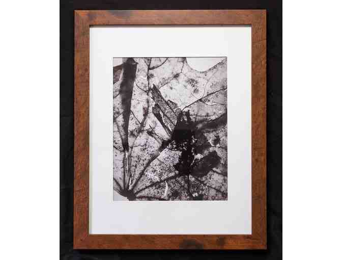 Discovering Leaves - Framed Print Set