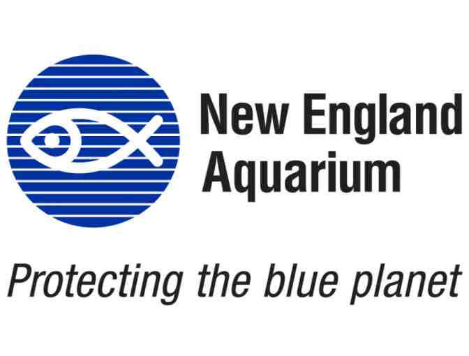 New England Aquarium - An Original Painting by Chacoda, an Atlantic Harbor Seal