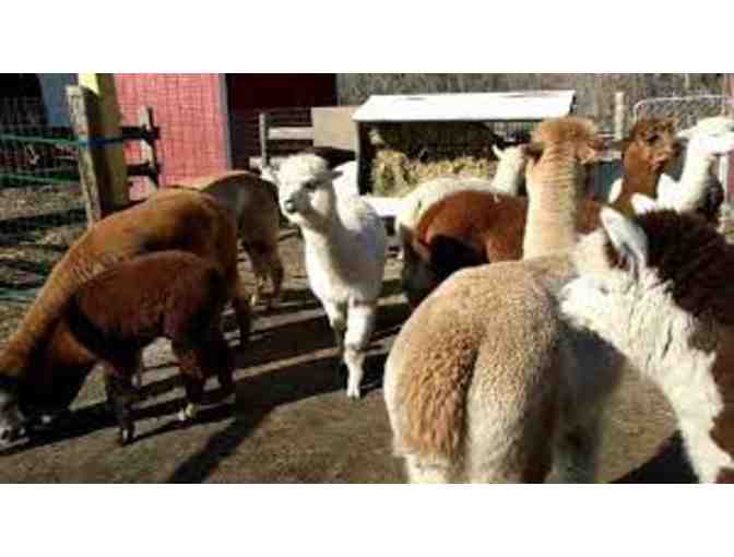 Harvard Alpaca Ranch - Enhanced Tour of the Ranch for up to Five People