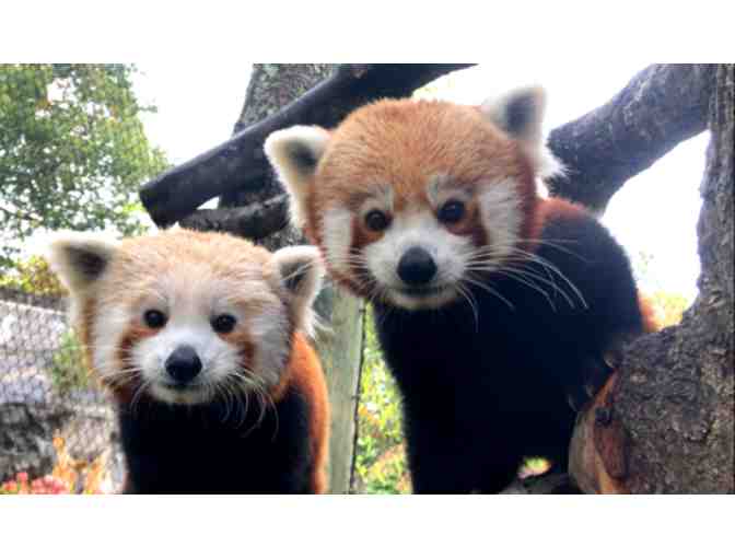 Buttonwood Park Zoo - One-Year Family Membership - Photo 3
