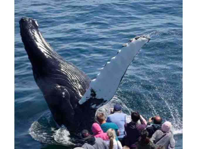 Boston Harbor City Cruises - New England Aquarium Whale Watch for Four - Photo 2