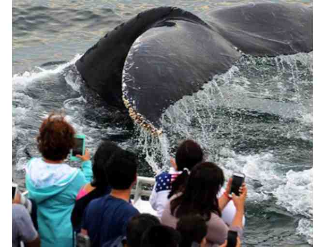 Boston Harbor City Cruises - New England Aquarium Whale Watch for Four - Photo 3