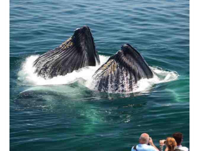 Boston Harbor City Cruises - New England Aquarium Whale Watch for Four - Photo 4