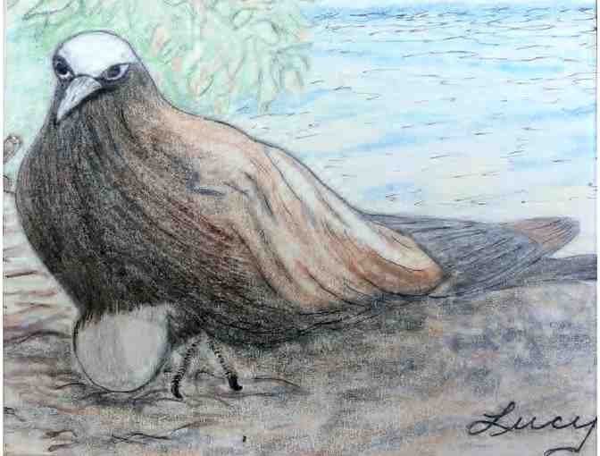 Original Drawing of Nested White-Crowned Pigeon by Lucy Rubin