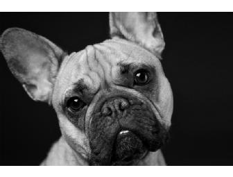 Boprey Photography - One Pet Portrait Session