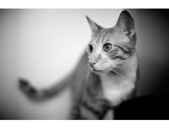 Boprey Photography - One Pet Portrait Session