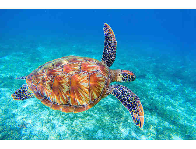 John G. Shedd Aquarium - 4 Priority Entry Admission tickets (Chicago, IL)