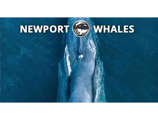 Whale Watching for Two (Newport Beach, CA)