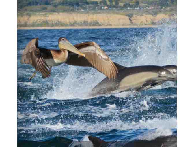 Whale Watching for Two (Newport Beach, CA)