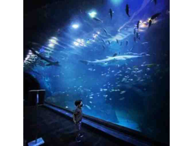 2 Passes to Adventure Aquarium (Camden, NJ)