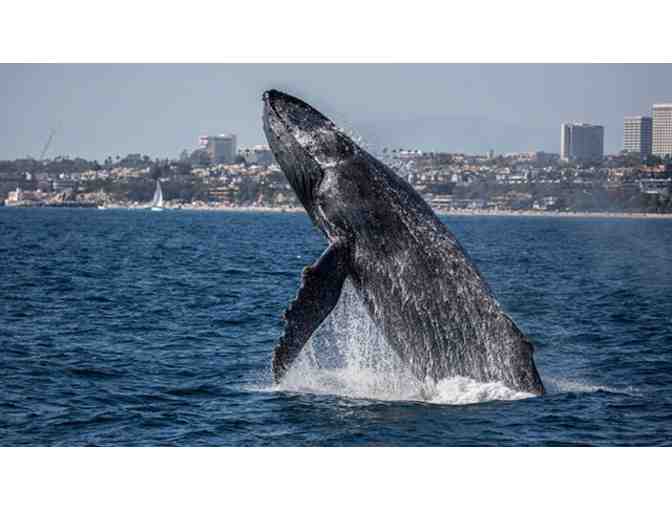 2 Passes for 2-2.5 hour Whale Watching at Newport Landing (Newport Beach, CA)