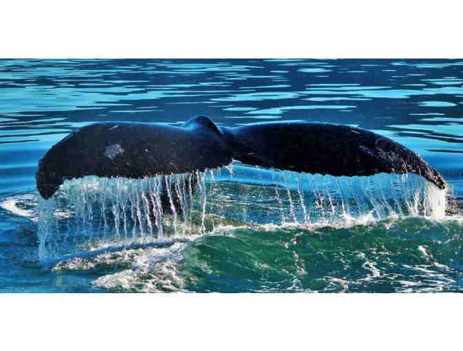 Whale Watching Cruise for two (Newport Beach, CA)