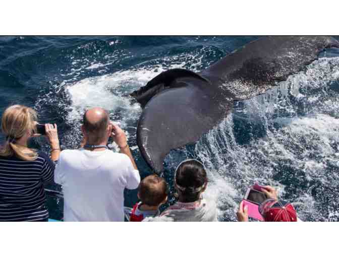 Whale Watching Cruise for two (Newport Beach, CA) - Photo 2
