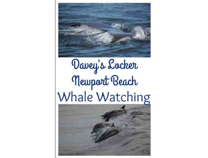 Whale Watching Cruise for two (Newport Beach, CA) - Photo 5