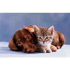 Clairmont Animal Hospital