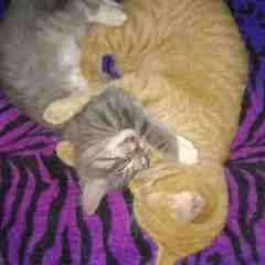 Urban Paws & Claws New York City Pet Sitting