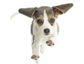 Danell Beede Photography