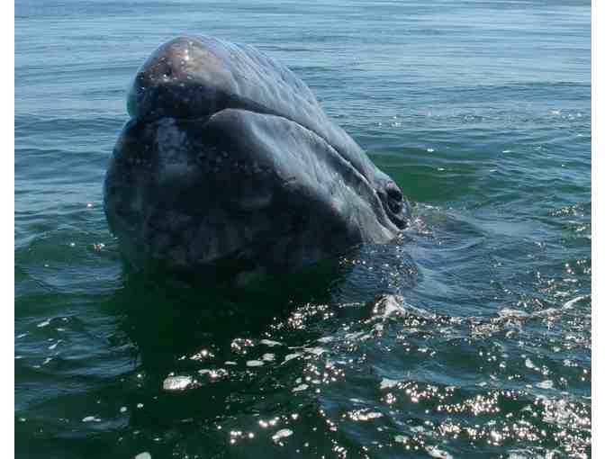 Grey Whale Watching with the Island Packers for two adults