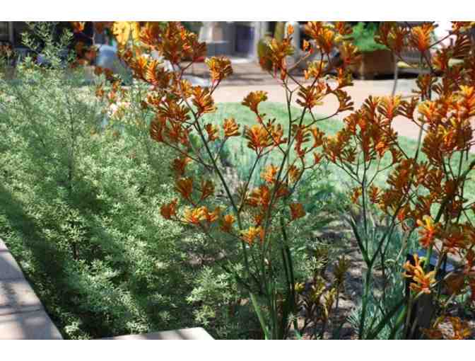 Landscape Architect Consultation with Lillian Montalvo Designs