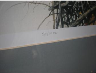 The Ospreys of Chisman Creek by Bob Holland