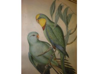Parrot print by John Gould