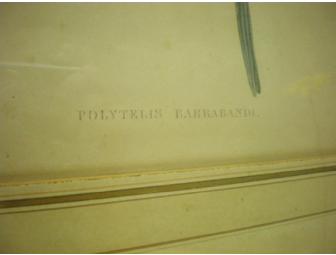 Parrot print by John Gould