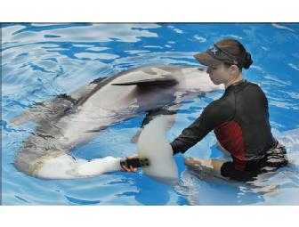 Trainer for a Day! Train with Winter the Dolphin's Trainer!