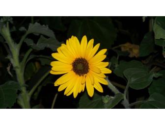 Flower Essence Reading w Cindy Clark-Heald