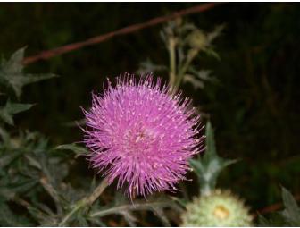 Flower Essence Reading w Cindy Clark-Heald