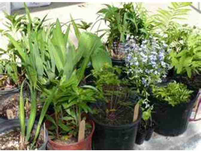 $25 Gift Certificate to Easton Garden Club Plant Sale MAY 11, 2019 - Photo 1