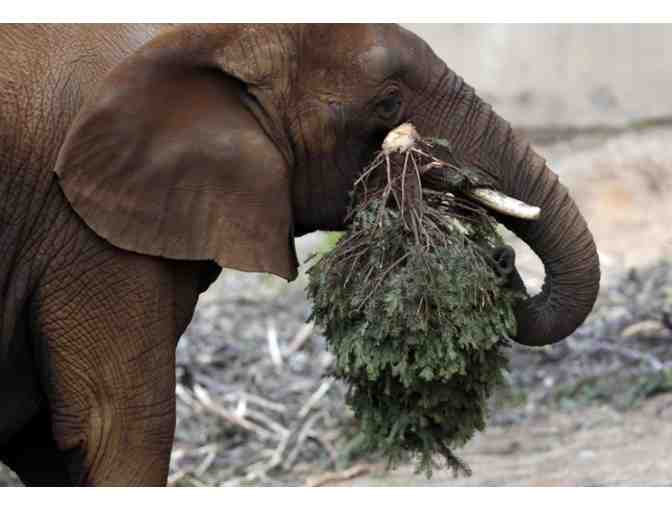 Oakland Zoo Family Pass and Parking!