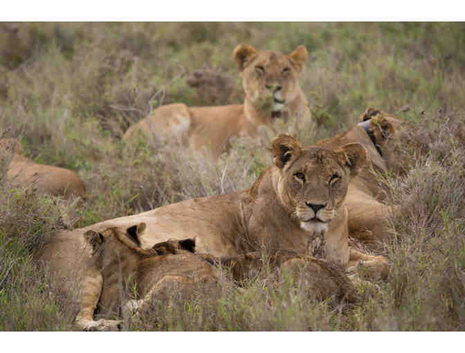 A WEEK IN THE WILD: SAFARI IN KENYA'S MASAI MARA