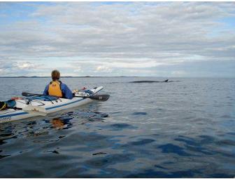 Bay of Fundy Whale Expedition with Marine Mammal Expert, 3 days/2 nights for 2