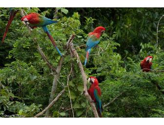 Peru Amazon Rainforest Trip: Sandoval Lake Lodge & Macaw Clay Lick, 5 days/4 nights for 2