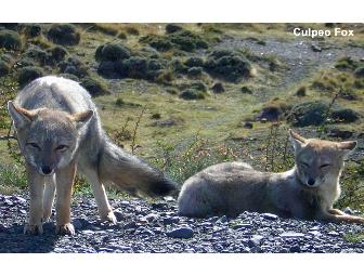 Patagonia Wildlife Safari, 5 days/4 nights for 1