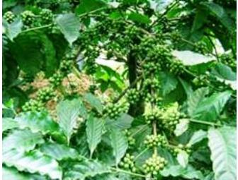 Organic Farm Stay at Hiliya Resort, India, 5 days/4 nights for 2