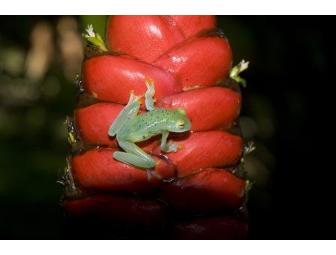 Pacuare River Rafting Adventure Trip, 4 day/3 nights for 2