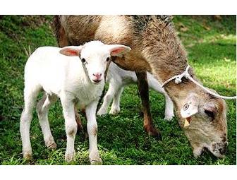 Finca Luna Nueva Lodge - Costa Rica Rainforest Retreat, 4 days/3 nights for 2