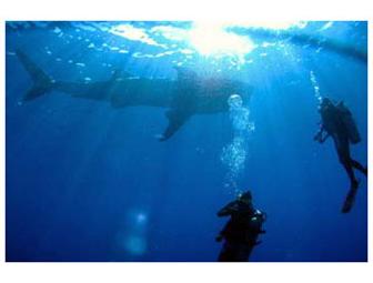 Belize 4 Nights for 2 at Hamanasi Dive & Adventure Resort