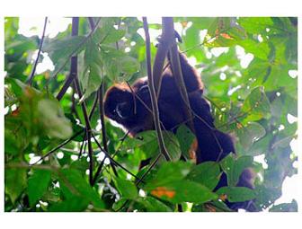 Belize 4 Nights for 2 at Hamanasi Dive & Adventure Resort