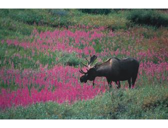 Alaska Wildlands Kenai Wilderness Sampler 4 Nights for 2