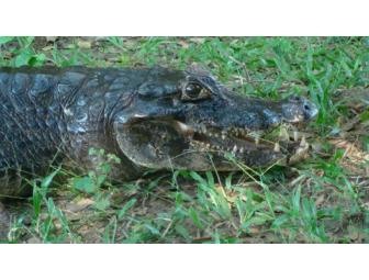 5 Day Pantanal Experience on Horseback for one