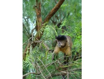 5 Day Pantanal Experience on Horseback for one