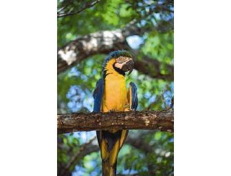 5 Day Pantanal Experience on Horseback for one