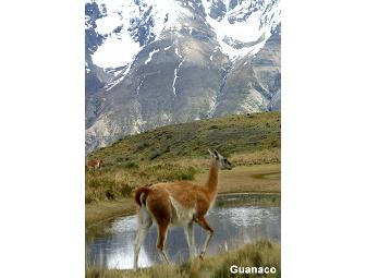 Patagonia Wildlife Safari, 5 days for 1